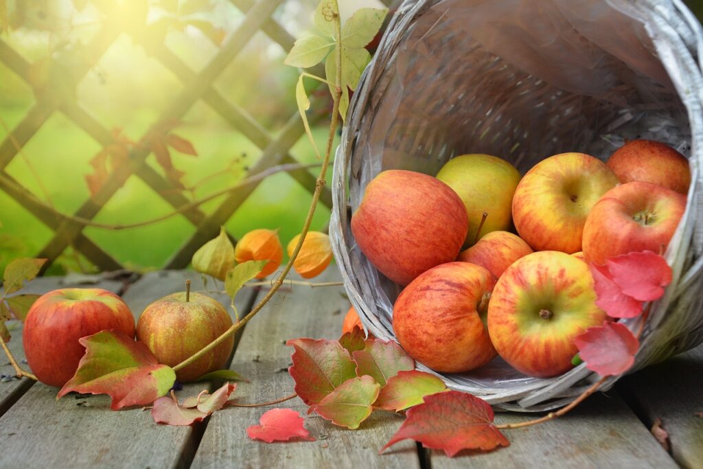 Kiedy zbierać jabłka by mogły być długo przechowywane?
