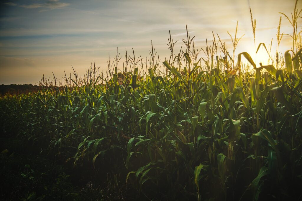 Wybrane cechy odmian, co warto wiedzieć o nasionach kukurydzy